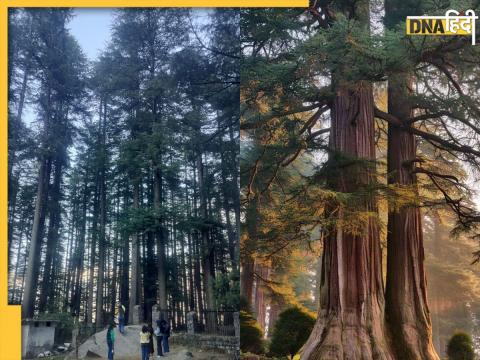Deodar Tree Deodar Tree