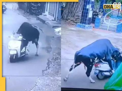 वायरल वीडियो