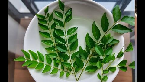 करी पत्ते