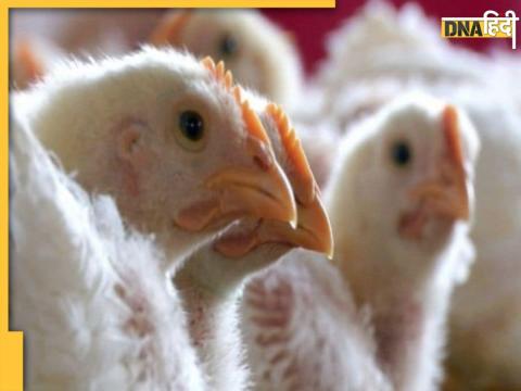 bird flu in up bird flu in up
