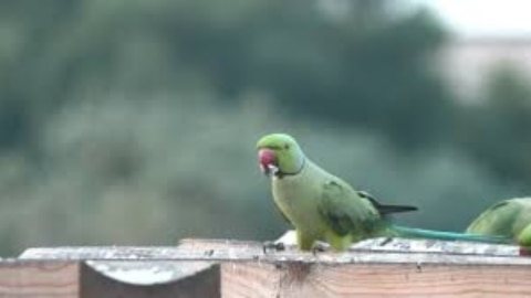 खास डाइट, रोज ताजा खाना