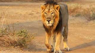 Mysterious deaths of 23 lions in Gujarat's Gir sanctuary 'very se...