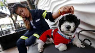 Thailand sweeper carrying dog to work takes internet by storm