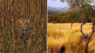 Can you spot tiger in this picture? This viral image leaves netizens divide...
