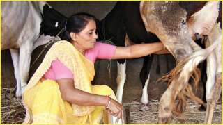 Dairy farmers in Maharashtra face hardship as milk supply falls amid corona...