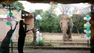 How Russia, India helped world’s ‘loneliest’ elephant reach its new home