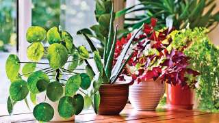 From jute bags, indoor plants to steel straws: Eco-friendly habits buyers p...