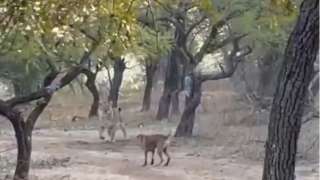 Fearless dog fights lioness and manages to walk away unscathed - Watch vira...