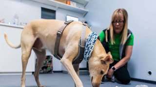 COVID-19: Can sniffer dogs give more accurate results than RT-PCR test - he...