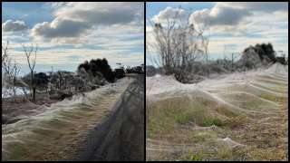 Spider apocalypse: Spooky spider webs blanket Australian town after floods,...