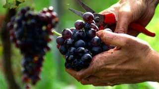 These are world's most expensive grapes, the price will leave you surp...