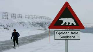 DNA Explainer: Why the Arctic may not have any polar bears left by 2100