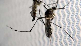 10 cases of Zika virus reported in UP's Kanpur till now