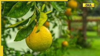 Health benefits lime : 5 amazing health benefits of lime to lead a healthy lifestyle