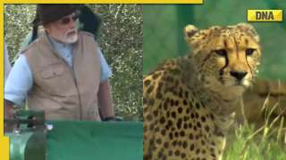 In Pics: PM Modi releases 8 cheetahs from Namibia at Kuno National Park on his birthday