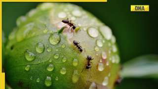 In Pics: 20 quadrillion ants live on Earth, some amazing facts you might not have known