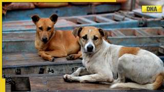 Stray dogs in India: Five facts about them you should know