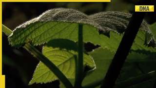 World’s most dangerous plant that can torture, trigger suicidal thoughts: All you need to know about Gympie Gympie