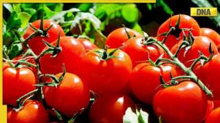 Tomatoes: Nutrient-packed superfood with surprising health benefits