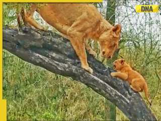 Watch: Lioness teaches cubs to climb tree, adorable video goes viral