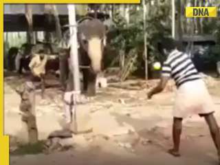 Ever seen elephant playing cricket? This viral video will leave you stunned