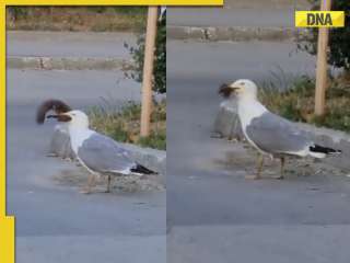 Viral video: Seagull swallows squirrel whole in single go, internet is stunned