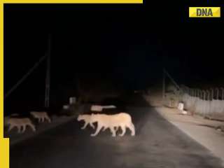 14 majestic lions cross highway in Gujarat's Amreli, video goes viral