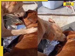 Viral video: Flood-rescued dog comforts stranded pooch with heartfelt hug, internet hearts it