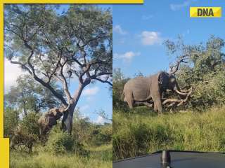 Viral video: Elephant uproots massive tree with its immense force, internet is shocked