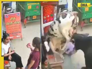 Cow fight injures two girls enjoying street snacks, video goes viral