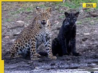 Viral video: Black panther cub Bagheera spotted alongside mother at Pench Tiger Reserve