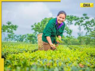 5 top tea producing countries in the world
