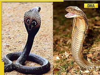 King Cobra vs Cobra: What's the differences