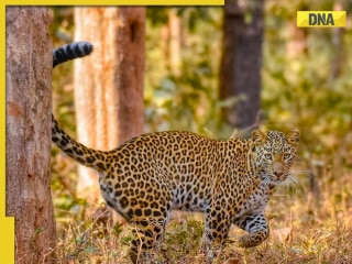 India's top 5 lesser-known wildlife sanctuaries