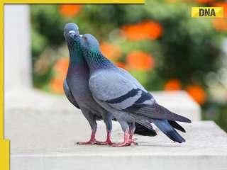 How pigeon exposure can cause severe lung diseases, all you need to know