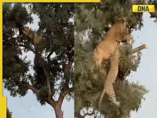 Lioness and leopard engage in fierce battle on tree top, what happens next will leave you shocked