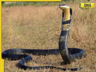 World Snake Day 2025: Why are cobras the most dangerous snakes? List of world's 10 deadliest snakes