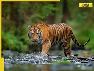 International Tiger Day 2025: India’s 7 tiger safari destinations to explore