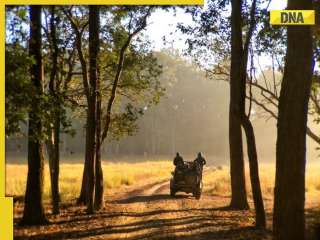 Ranthambore Fort to Bandhavgarh Fort: Explore 5 historic forts on jungle safaris across India