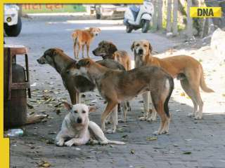 Amid Supreme Court’s stray dog order, 7 Bollywood stars who’ve opened their homes to street dogs