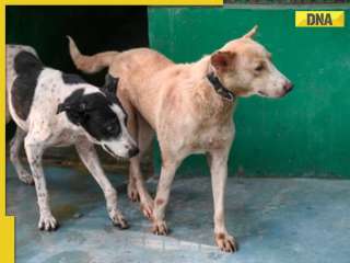 Amid SC order on Delhi stray dogs, here's how other countries handle them: Gas chamber, massacre laws...