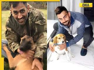 MS Dhoni to Virat Kohli – Indian cricketers who wear their 'Dog Dad' title proudly