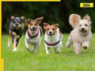 ATTENTION dog lovers: These 7 human foods can be fatal for your fur buddies