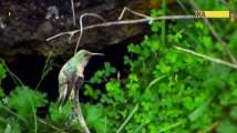 Scientists discover new species of hummingbird in Ecuador