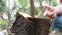 Four arrested in Delhi in connection with sandalwood smuggling