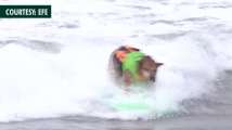 Dogs take to the waves in California competition