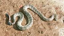 Guests 'hiss' terical at Kalyan Dombivli Municipal Corporati...