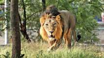 Last home to Asiatic lions, Gujarat's Gir Forest reports death of...