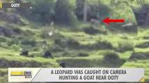 Caught on camera: Leopard hunts a goat near Ooty