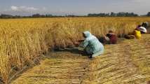 Cabinet hikes MSP of Rabi crops, Wheat support price increased by Rs 1...